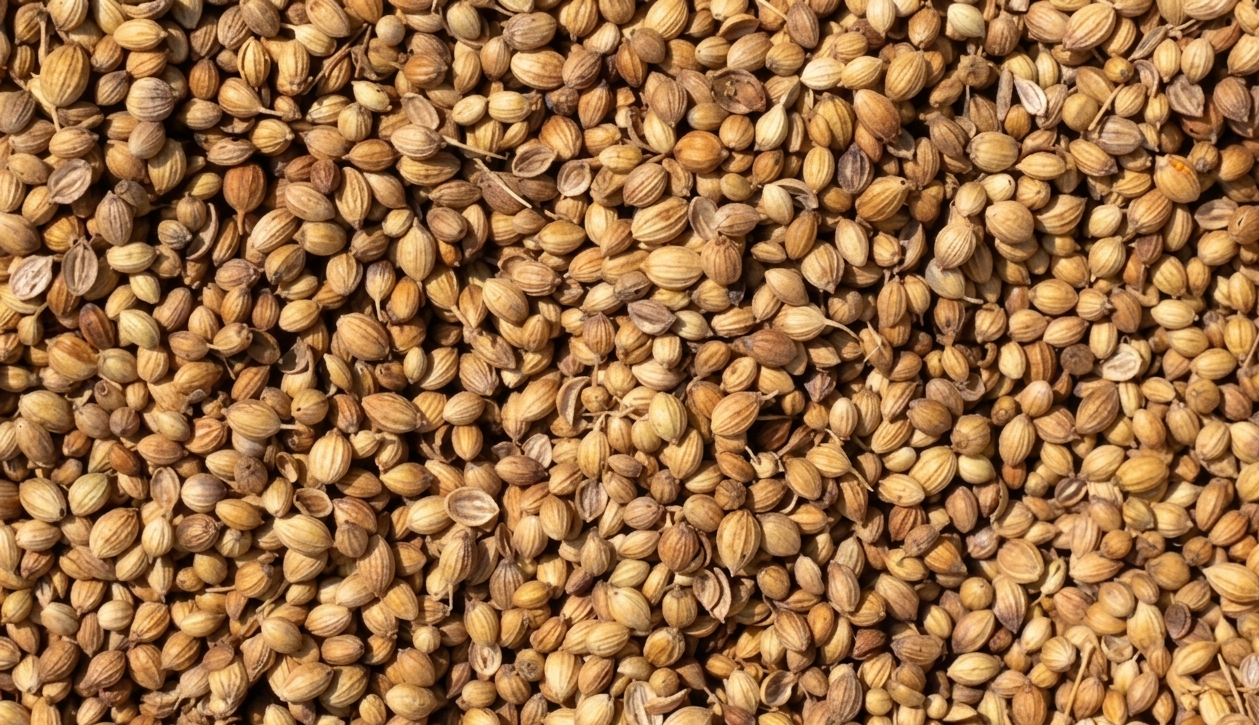 Coriander Seeds Export from India — Eagle Grade Whole Dhaniya