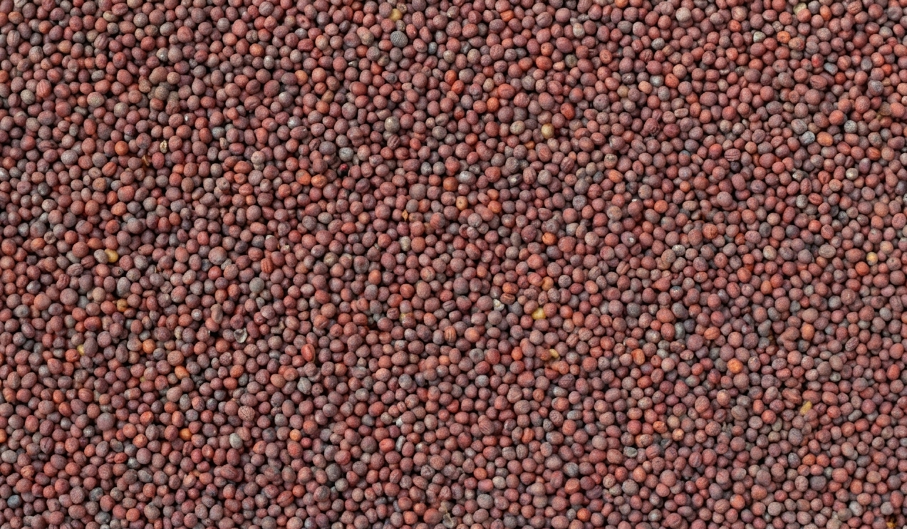 Mustard Seeds Export from India — Yellow Brown Black Varieties Rajasthan
