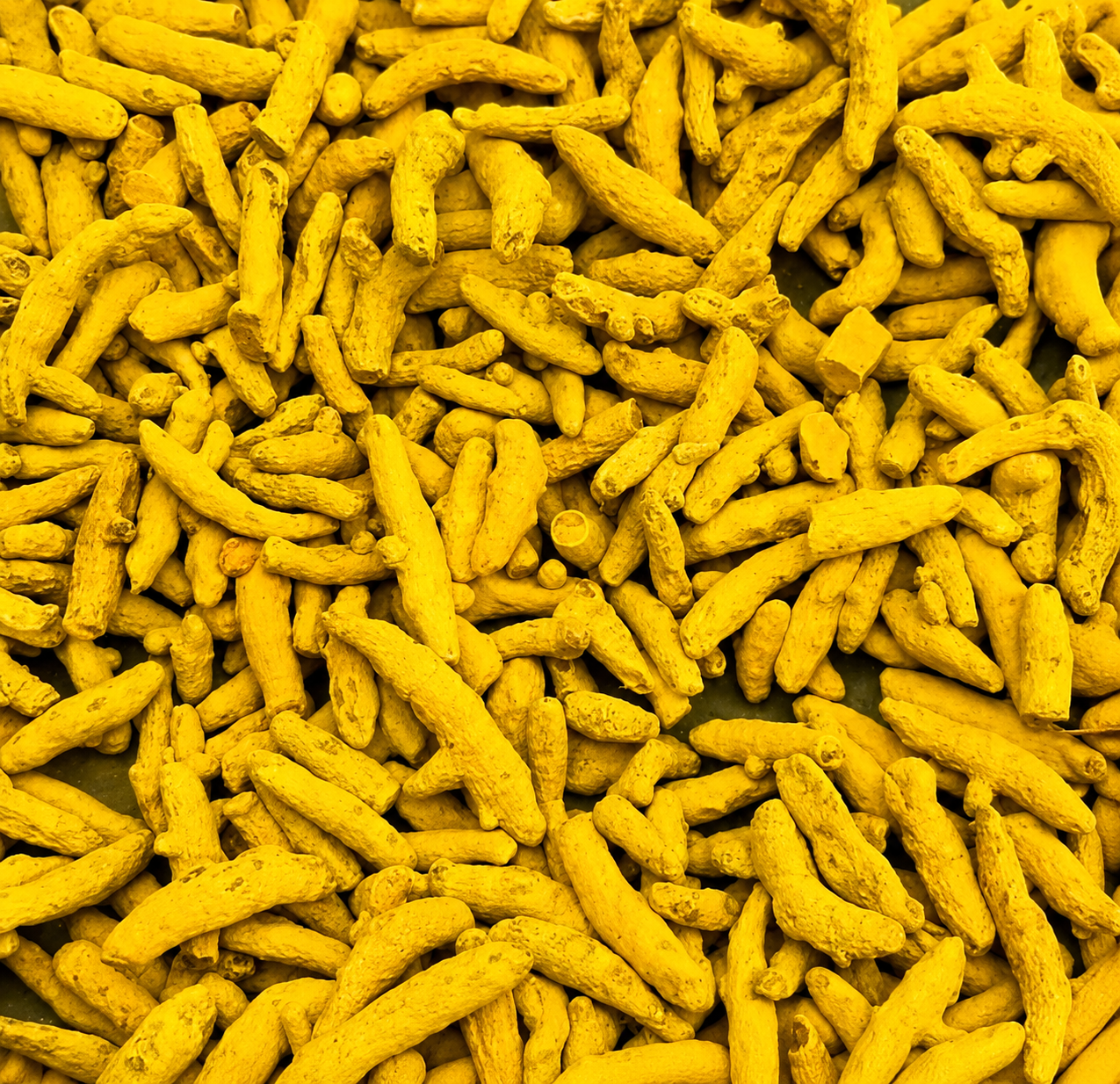 Salem Turmeric Fingers Whole from Tamil Nadu India