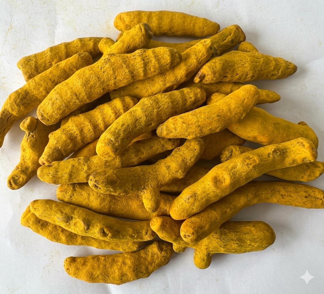 Sangli Turmeric Uniform Fingers